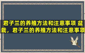 君子兰的养殖方法和注意事项 盆栽，君子兰的养殖方法和注意事项